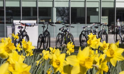 A row of bicycles behind daffodiles outside AGLC